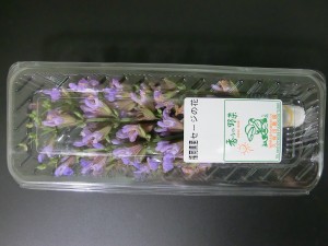 6月・セージの花